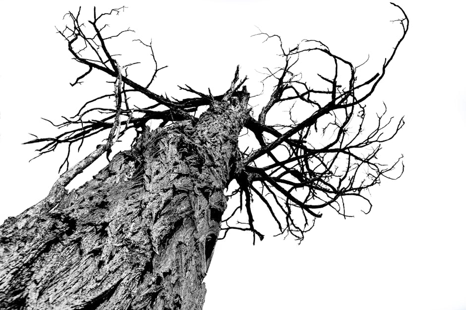 A striking black and white photo of a bare tree trunk with intricate branches against the sky.