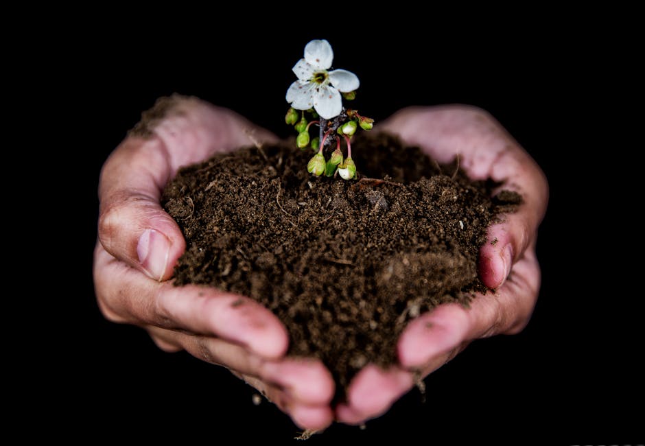 Close-up of hands holding soil with a blooming white flower, symbolizing growth.