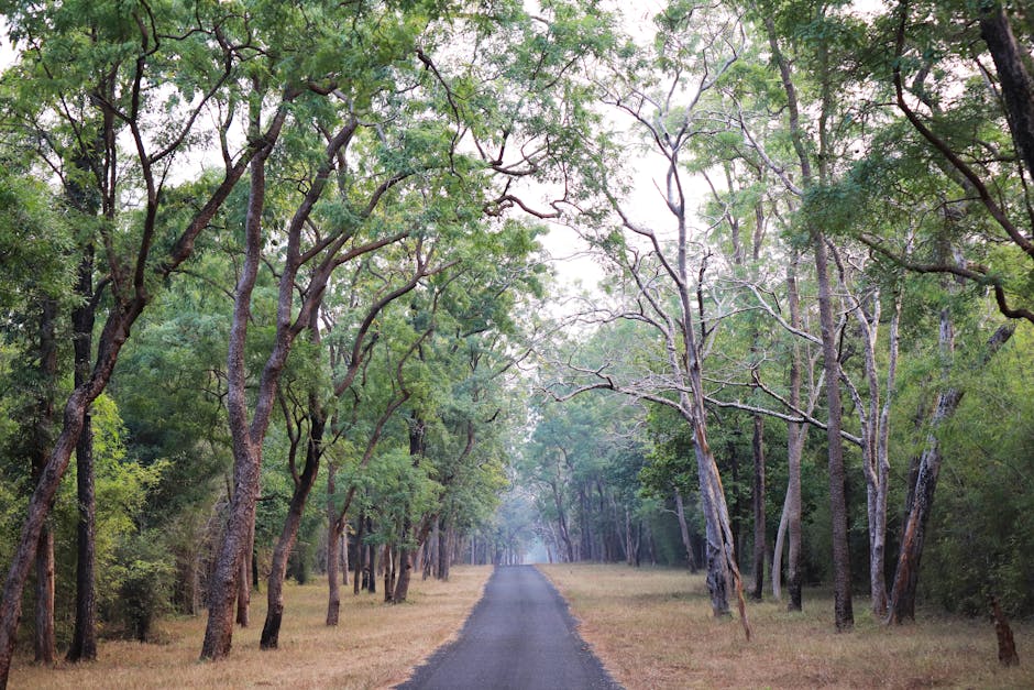 A peaceful road stretches through a lush forest, framed by towering trees.
