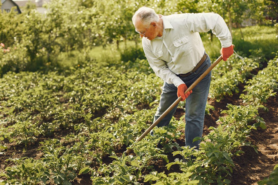 Senior man cultivating a lush garden with a rake on a sunny day, showcasing traditional farming.